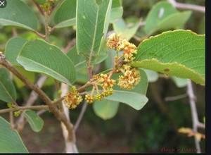 Anogeissus leocarpus 2 copier 1