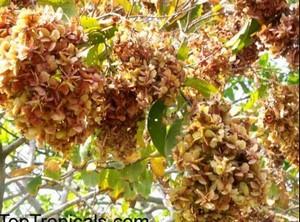 Anogeissus leocarpus 4 copier 2