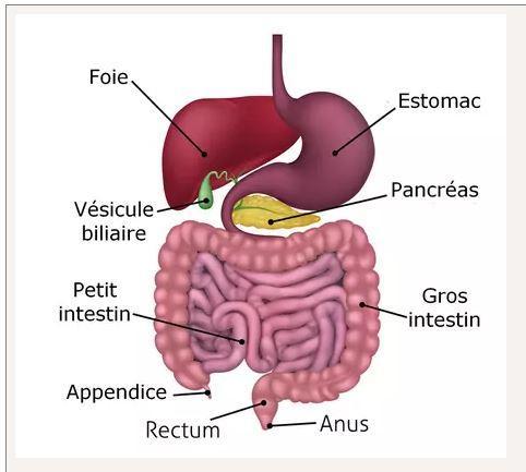 Appareil digestif colon