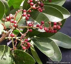 The virtues of fagara: At the heart of AFRICA ORGANIC HEALTH