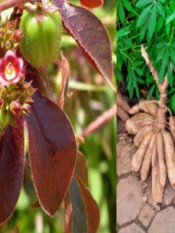 Jatropha rouge et manioc