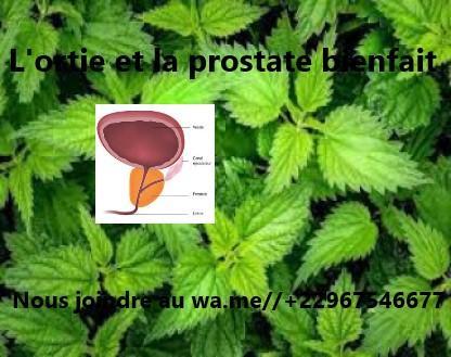 L'ortie plante miraculeuse et ses bienfaits sur la prostate