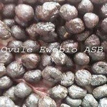 Ovule ewebio asb 2 copier copier 