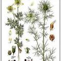Plante de nigelle copier 