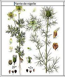 Plante de nigelle copier 