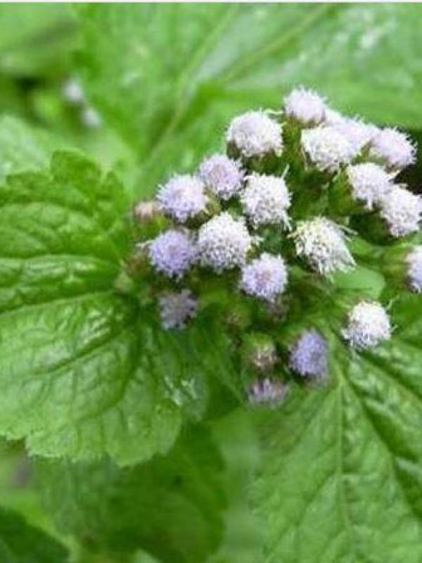 Roi des herbes et mladies 2
