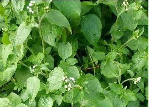Roi des herbes ma