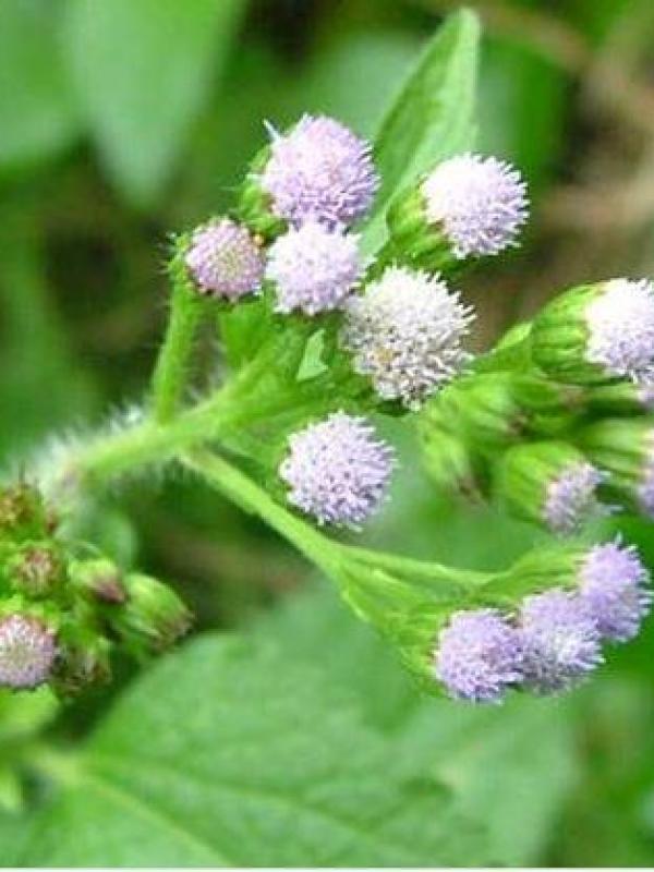 Roi des herbes pour agrandir le penis 3