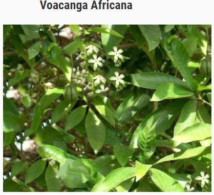 Voacanga africana 1