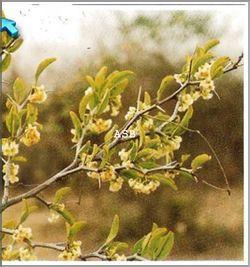 Ximenia americana 1